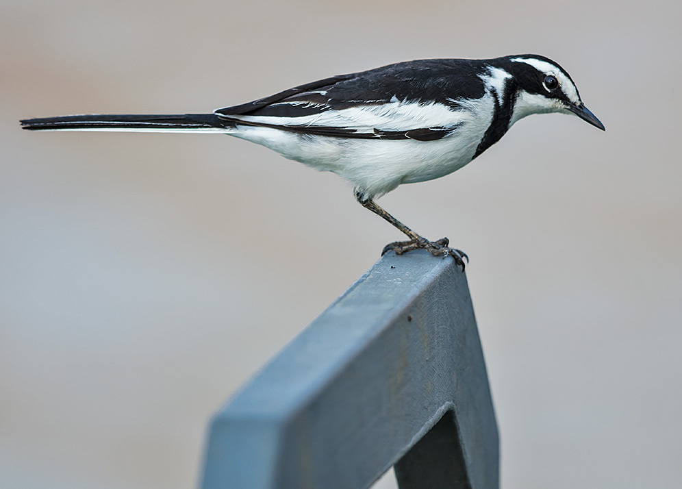 African Pied Wagtail